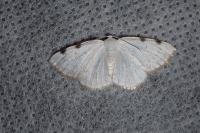 Lomographa bimaculata