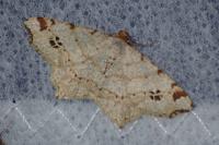 Macaria notata
