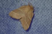 Malacosoma neustria