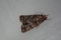 Acronicta rumicis