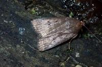 Amphipyra tragopoginis