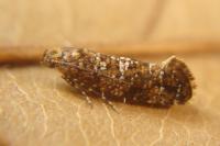 Acrolepia autumnitella