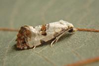Cochylis hybridella