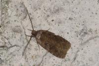 Agonopterix ciliella/heracliana
