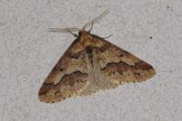 Erannis defoliaria