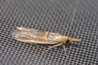 Etiella zinckenella