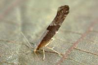 Argyresthia spinosella