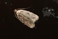 Agonopterix ciliella/heracliana