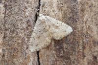 Colostygia multistrigaria