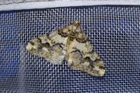 Agriopis leucophaearia