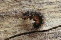 Arctia testudinaria
