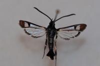 Synanthedon formicaeformis