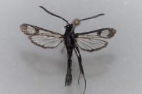 Synanthedon myopaeformis