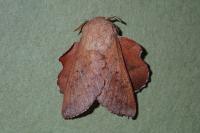 Phyllodesma tremulifolia