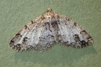 Paradarisa consonaria
