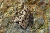 Xylocampa areola