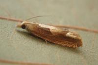 Eucosma conterminana