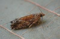 Epinotia nisella