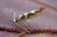 Argyresthia goedartella