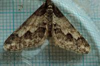 Agriopis leucophaearia