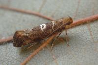 Acrolepiopsis assectella