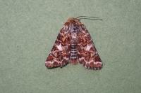Anarta myrtilli