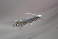 Phyllocnistis ramulicola/saligna
