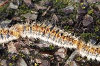 Thaumetopoea pityocampa