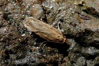 Depressaria