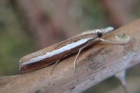 Agriphila latistria
