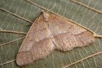 Phigaliohybernia marginaria