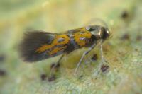 Chrysoesthia drurella