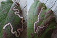 Stigmella
