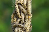 Yponomeuta cagnagella