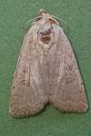 Hoplodrina ambigua