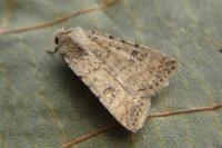 Caradrina clavipalpis