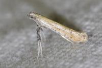 Aspilapteryx tringipennella