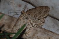 Ectropis crepuscularia