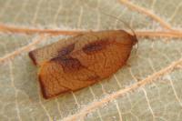 Cacoecimorpha pronubana