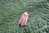 Agonopterix yeatiana