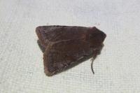 Cerastis rubricosa