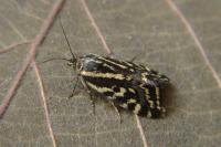 Emmelia trabealis