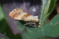 Cochylis epilinana