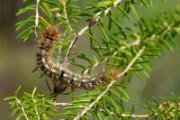 Lasiocampa quercus