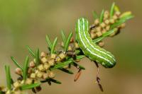 Xestia agathina