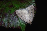 Theria primaria