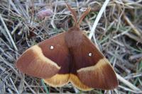 Lasiocampa quercus