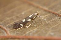 Calybites phasianipennella