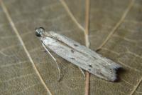 Phycitodes