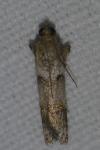 Acrobasis